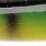 green perch RT