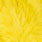 white dyed yellow