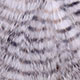 white/barred black