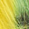 yellow/green