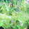 02 fluo yellow