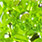 chartreuse