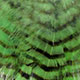 chartreuse/black