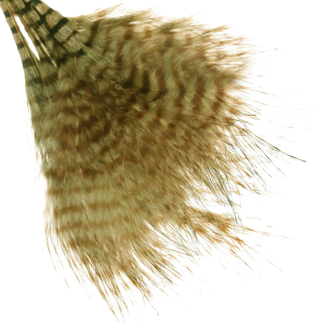 olive/barred brown