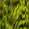 fluo chartreuse