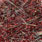 pearl red