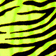 yellow fluo barred
