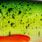 toxic mahi