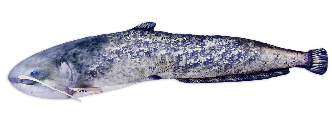 P-29197_Fischkissen_Kuscheltier_Wels_115cm_2j4dImaF3Q3sv4 Fischkissen Kuscheltier Wels 115cm