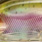 real rainbow trout