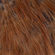 medium ginger
