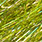 chartreuse