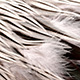 silver badger
