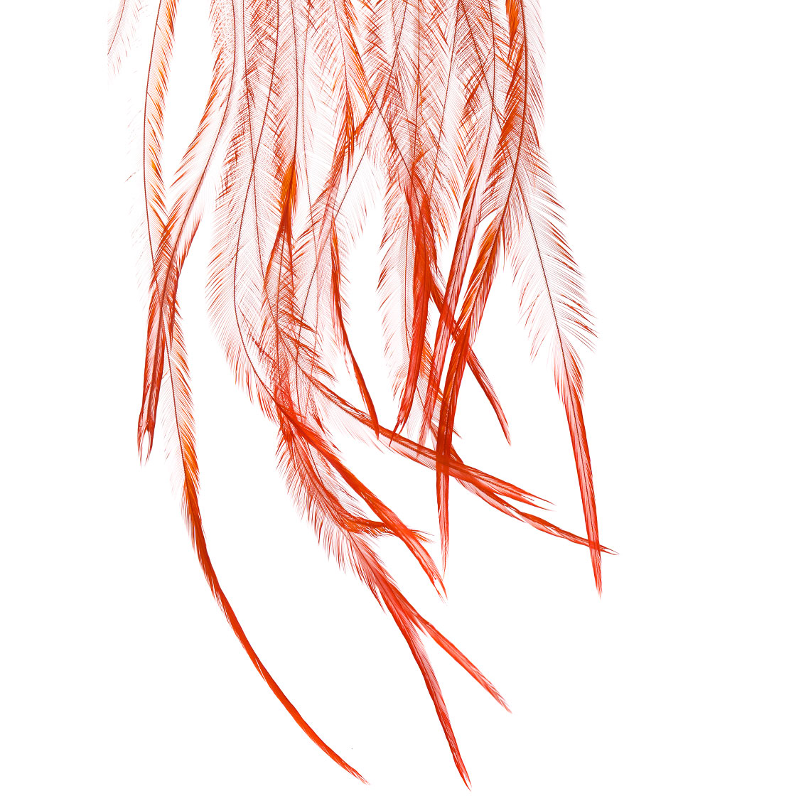 P-25411_Whiting-100-Pk-Size-12_detail-1