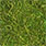 green olive