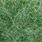 pale green