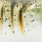 stickleback