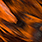 grizzly orange