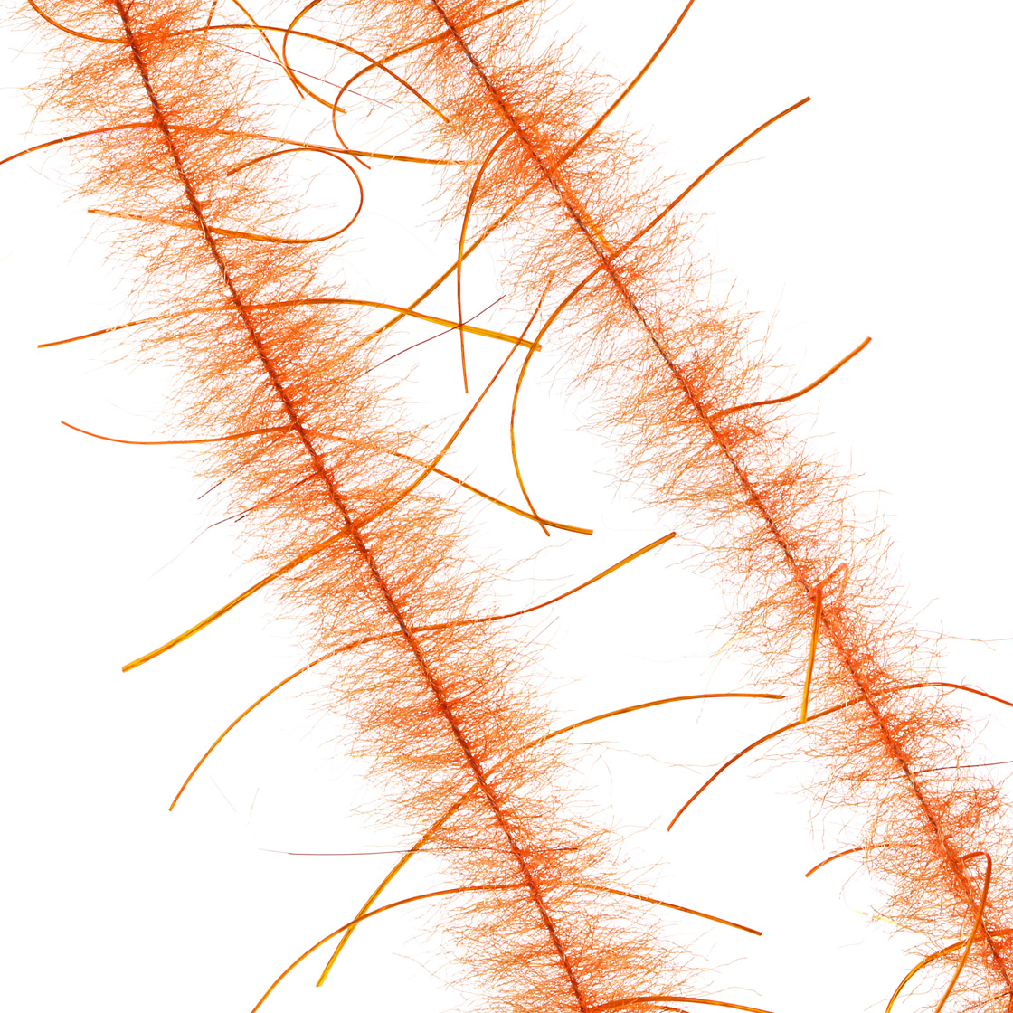 hot orange