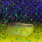 purple rave