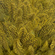 speckled dyed yellow