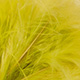 light golden olive