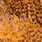 grizzly dyed shrimp orange