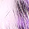 white/purple