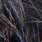 03 black peacock