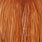 medium ginger