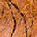 redfish & orange black bar