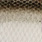 roach