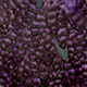 grizzly dyed purple