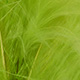 bright yellow olive