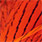 hot orange