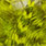fluo chartreuse