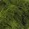 24 dark olive
