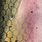 rainbow trout