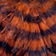 burnt orange/black