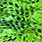 fluo chartreuse