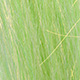 shaded chartreuse