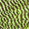grizzly chartreuse