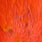 white dyed orange