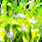 03 chartreuse