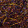 chocolate brown