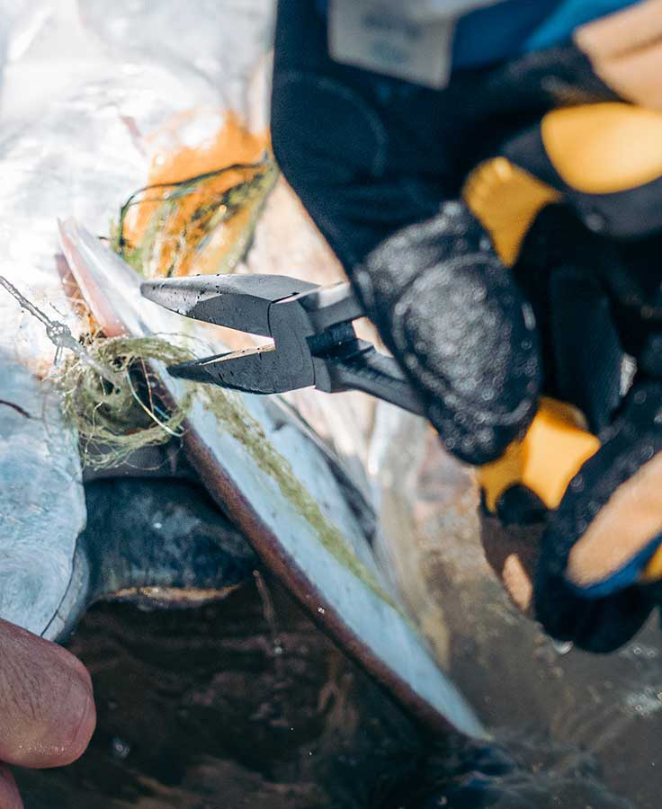 P-23219_Loon_Apex_Needle_Nose_Plier_Lo-sezange_2