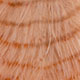 tan/barred brown