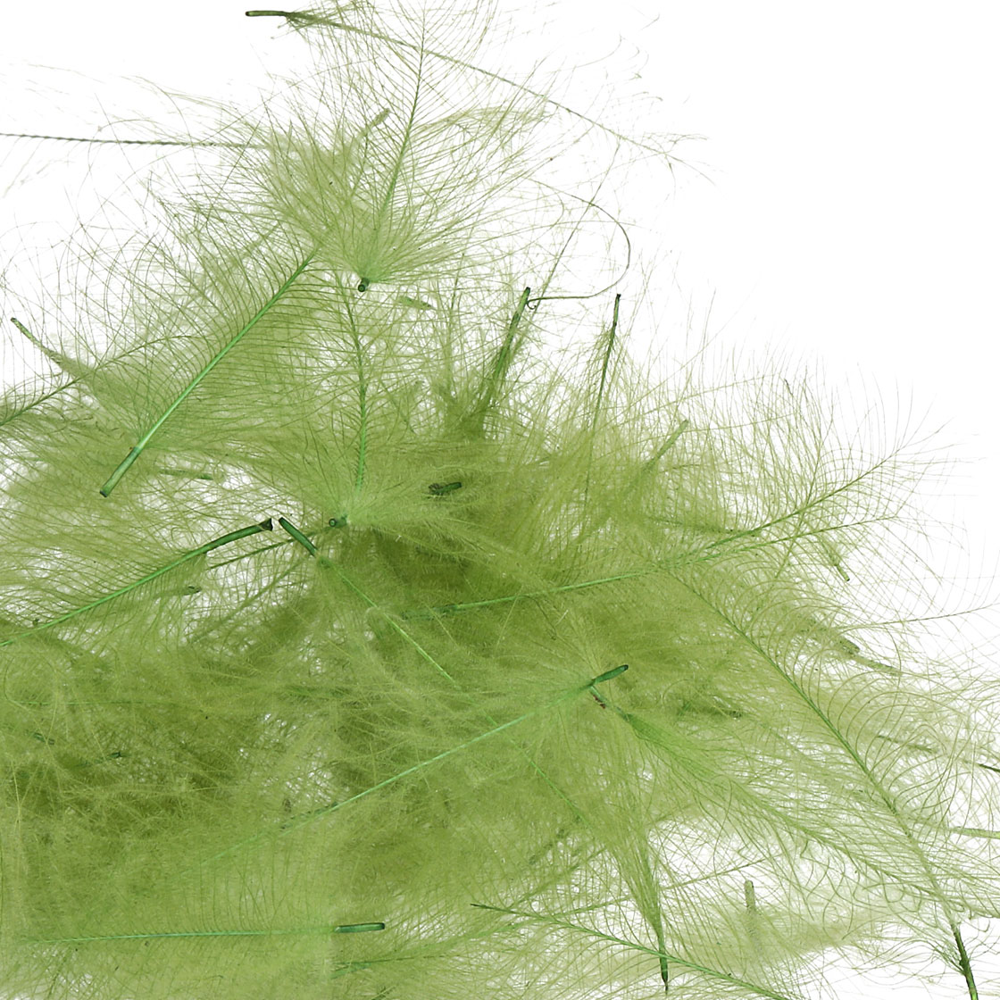 insect green