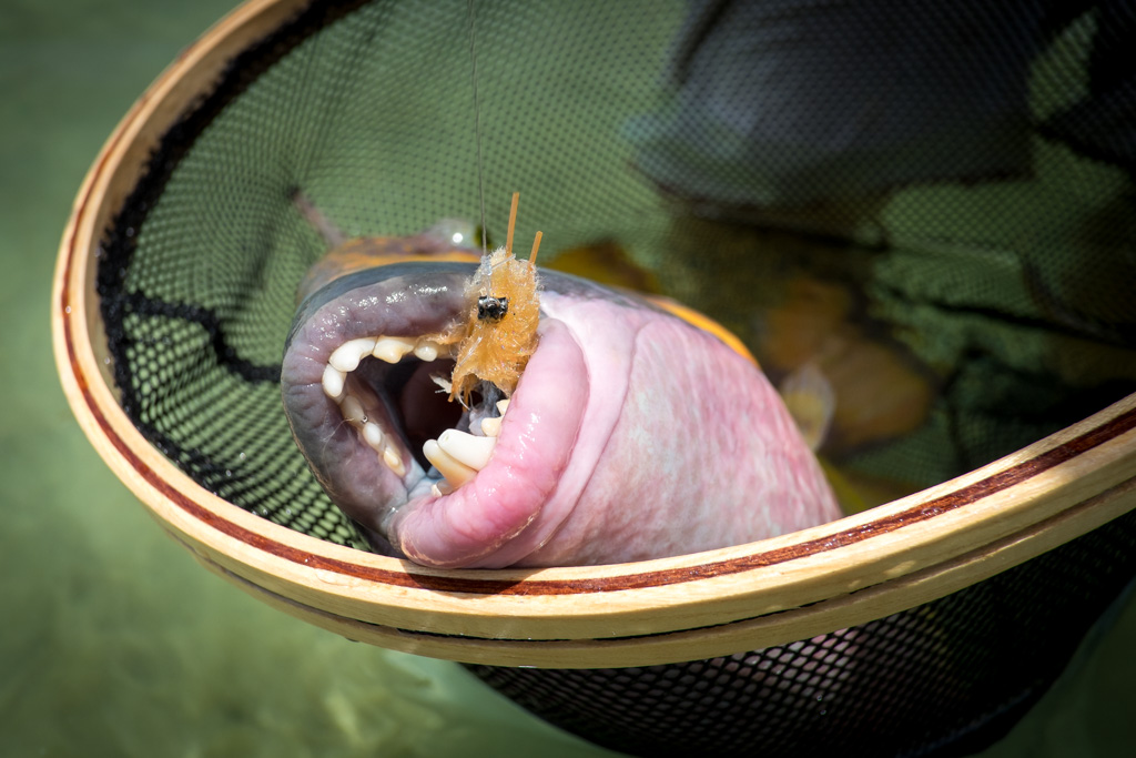 sudan2015-8 - Fliegenfischen auf den Nubischen Flats