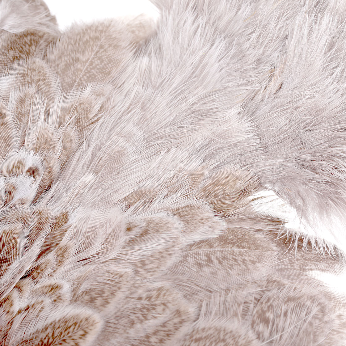 P-25385_Whiting-Brahma-Hen-SH_C_detail-2